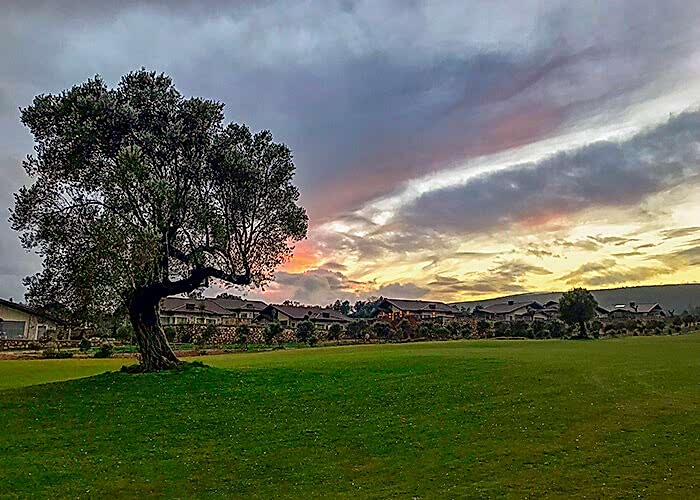 Bodrum Stock of the olive grove
